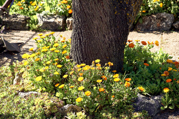 Patio de casa de pueblo con vistas al monte, lo delimita una valla y en él, crecen lirios,...