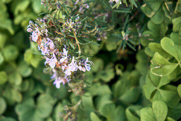 Romero (Salvia rosmarinus) en flor y
Trébol gigante (Trifolium, Oxalis articulata) en el patio de...