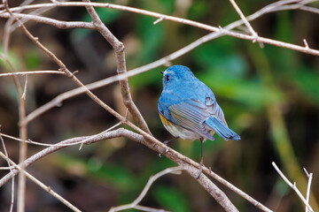 幸せの青い鳥、可愛いルリビタキ（ヒタキ科）。

日本国千葉県市川市、大町公園自然観察園にて。
2024年1月4日撮影。

A happy blue bird, the lovely Red-flanked Bluetail (Tarsiger cyanurus, family comprising flycatchers).

At Omachi park natural observation 