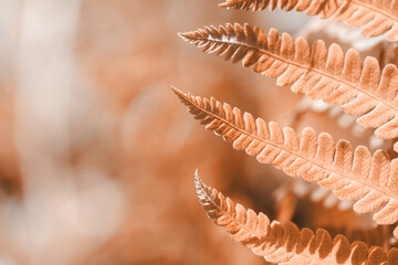 Fern leaf closeup, natural ferns pattern. Abstract floral texture background. Trendy color of the...