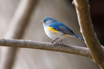 幸せの青い鳥、可愛いルリビタキ（ヒタキ科）。

日本国千葉県市川市、大町公園自然観察園にて。
2024年1月4日撮影。

A happy blue bird, the lovely Red-flanked Bluetail (Tarsiger cyanurus, family comprising flycatchers).

At Omachi park natural observation 