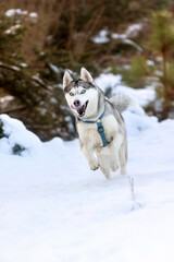 Naklejka premium Siberian Husky dog running, winter forest