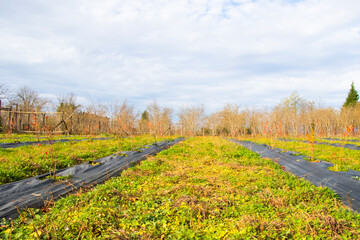 Fototapeta na wymiar Blueberry plantation