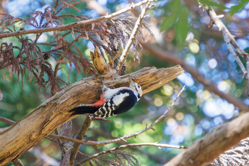 美しいアカゲラ（キツツキ科）。

日本国千葉県市川市、大町公園自然観察園にて。
2024年1月4日撮影。

Lovely Great Spotted Woodpecker (Dendrocopos major, family comprising the woodpeckers) .

At Omachi park natural observation garden, Ichikawa, Chi