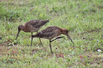 Marsh Sandpiper