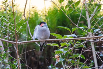 可愛いウソ（アトリ科）。

日本国千葉県市川市、大町公園自然観察園にて。
2024年1月4日撮影。

A beautiful Eurasian Bullfinch, (Pyrrhula pyrrhula, family comprising finches).

At Omachi park natural observation garden, Ichikawa, Chiba, Japan,
p