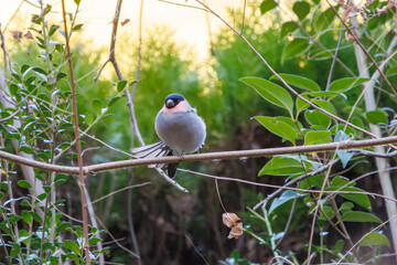可愛いウソ（アトリ科）。

日本国千葉県市川市、大町公園自然観察園にて。
2024年1月4日撮影。

A beautiful Eurasian Bullfinch, (Pyrrhula pyrrhula, family comprising finches).

At Omachi park natural observation garden, Ichikawa, Chiba, Japan,
p