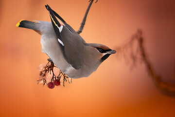 Waxwing, Bombycilla garrulus, bird eating berries on a hawthorn bush during Winter season © Marcin Perkowski