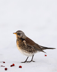 fieldfare, Turdus pilaris, bird eating berries on a hawthorn bush during Winter season
