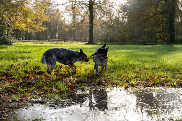 DEUX AUSTRALIANS CATTLES DOGS - DEUX BOUVIERS AUSTRALIENS QUI JOUENT