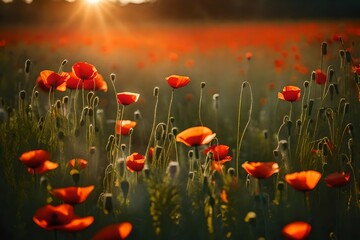 Poppies an daisy flowers on the summer wheat field sunset