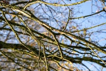 BRANCHES D'ARBRE CHÊNE