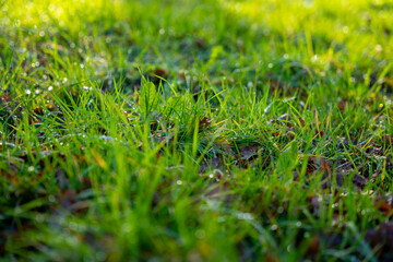 HERBE VERTE GAZON PELOUSE