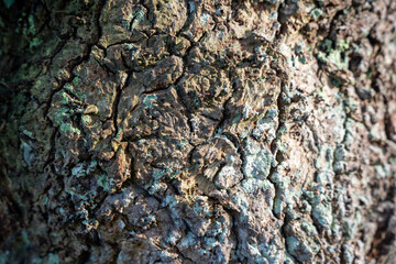 TRONC D'ARBRE / ÉCORCE