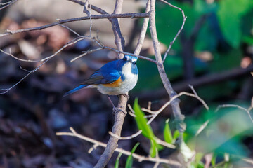 Naklejka premium 幸せの青い鳥、可愛いルリビタキ（ヒタキ科）。日本国千葉県市川市、大町公園自然観察園にて。 2024年1月4日撮影。A happy blue bird, the lovely Red-flanked Bluetail (Tarsiger cyanurus, family comprising flycatchers).At Omachi park natural observation 