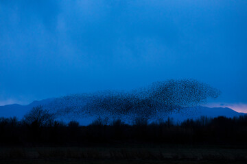 Starlings murmuration in Aiguamolls De L Emporda Nature Park, Spain