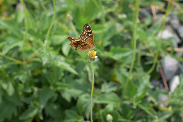 A beautiful butterfly on a flower is sucking flower juice