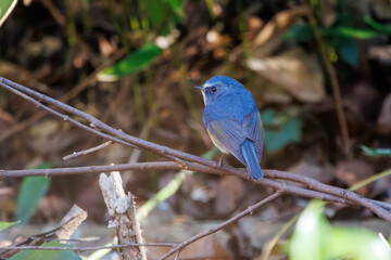 幸せの青い鳥、可愛いルリビタキ（ヒタキ科）。

日本国千葉県市川市、大町公園自然観察園にて。
2024年1月4日撮影。

A happy blue bird, the lovely Red-flanked Bluetail (Tarsiger cyanurus, family comprising flycatchers).

At Omachi park natural observation 