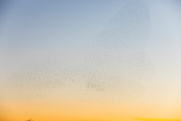 Starlings murmuration in Aiguamolls De L Emporda Nature Park, Spain - obrazy, fototapety, plakaty