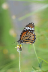 A beautiful butterfly on a flower is sucking flower juice