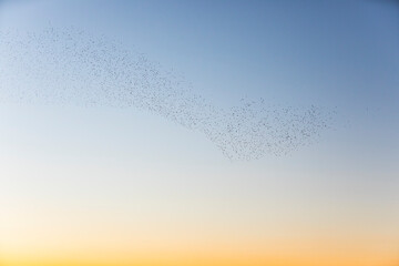Starlings murmuration in Aiguamolls De L Emporda Nature Park, Spain