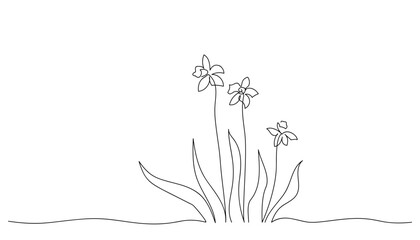 Continuous line drawing of daffodils. Sketch of spring flowers. Botanical art in minimalist style. Beauty vector illustration in retro style.