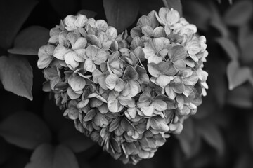 Heart Shaped Flower in Black and White