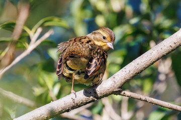 餌を探す可愛いアオジ（ホオジロ科）。

日本国千葉県市川市、大町公園自然観察園にて。
2024年1月4日撮影。

Lovely Grey-tailed Tattler (Emberiza spodocephala, family comprising Buntings) looking for food.

At Omachi park natural observation garden, Ic