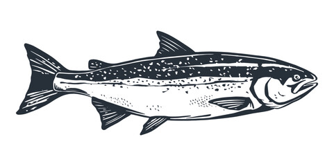 Salmon fish retro line ink sketch. Black and white hand drawn vector illustration of fish isolated on white background.