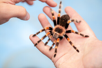 Tarantula spider on a man's hand close up. Tarantula spider as a pet.