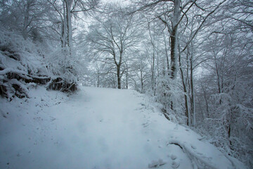 Winter landscape and snowfall in La Grevolosa forest, Osona, Barcelona, Spain