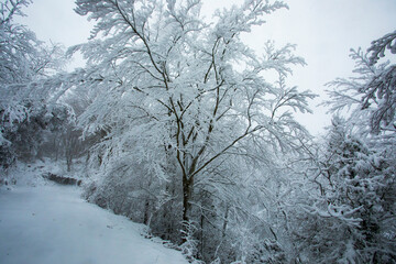 Winter landscape and snowfall in La Grevolosa forest, Osona, Barcelona, Spain
