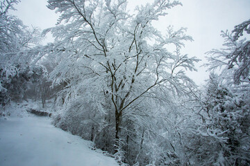 Fototapeta na wymiar Winter landscape and snowfall in La Grevolosa forest, Osona, Barcelona, Spain