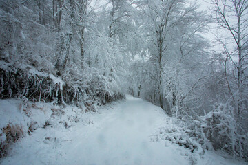 Winter landscape and snowfall in La Grevolosa forest, Osona, Barcelona, Spain
