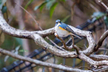 幸せの青い鳥、可愛いルリビタキ（ヒタキ科）。

日本国千葉県市川市、大町公園自然観察園にて。
2024年1月4日撮影。

A happy blue bird, the lovely Red-flanked Bluetail (Tarsiger cyanurus, family comprising flycatchers).

At Omachi park natural observation 