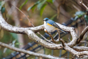 幸せの青い鳥、可愛いルリビタキ（ヒタキ科）。

日本国千葉県市川市、大町公園自然観察園にて。
2024年1月4日撮影。

A happy blue bird, the lovely Red-flanked Bluetail (Tarsiger cyanurus, family comprising flycatchers).

At Omachi park natural observation 