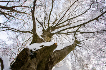 Winter landscape and snowfall in La Grevolosa forest, Osona, Barcelona, Spain