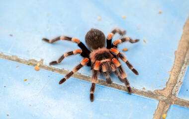 Tarantula spider close-up on the floor in the house. Tarantula spider as a pet.