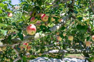 りんご農園　りんごの木