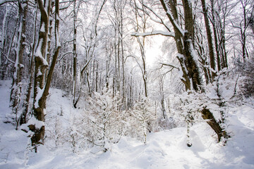 Winter landscape and snowfall in La Grevolosa forest, Osona, Barcelona, Spain