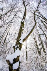 Winter landscape and snowfall in La Grevolosa forest, Osona, Barcelona, Spain