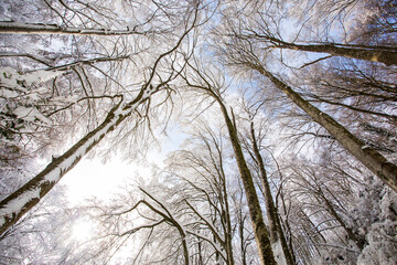 Winter landscape and snowfall in La Grevolosa forest, Osona, Barcelona, Spain