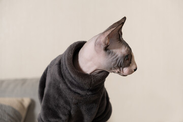 Portrait of a Canadian Sphynx cat in warm grey clothes, bodysuit, on beige background. Clothes for...