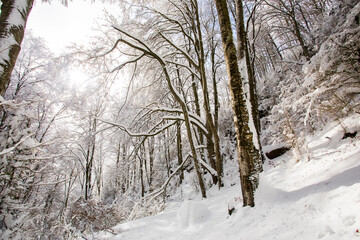 Winter landscape and snowfall in La Grevolosa forest, Osona, Barcelona, Spain