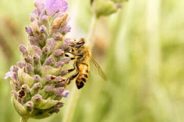 Abelha em um flor de lavanda.  A abelha amarela ou abelha italiana amarela, a abelha italiana é...