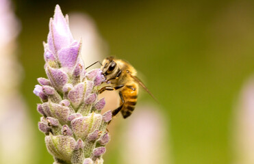 Abelha em um flor de lavanda.  A abelha amarela ou abelha italiana amarela, a abelha italiana é uma espécie proveniente do sul da Europa. Mata Atlântica Brasileira, São Paulo, Brasil. 