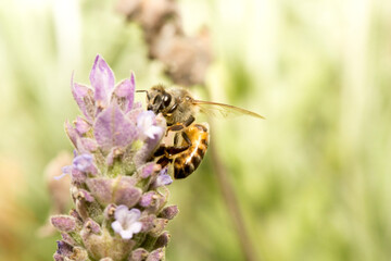 Abelha em um flor de lavanda.  A abelha amarela ou abelha italiana amarela, a abelha italiana é...