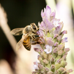 Abelha em um flor de lavanda.  A abelha amarela ou abelha italiana amarela, a abelha italiana é...
