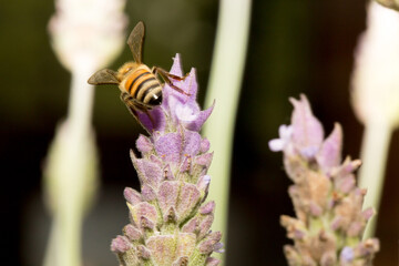 Abelha em um flor de lavanda.  A abelha amarela ou abelha italiana amarela, a abelha italiana é...