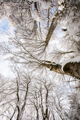 Winter landscape and snowfall in La Grevolosa forest, Osona, Barcelona, Spain